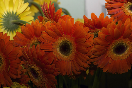 very nice orange flowers close upの写真素材