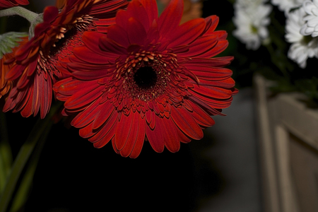 flowers close upの写真素材