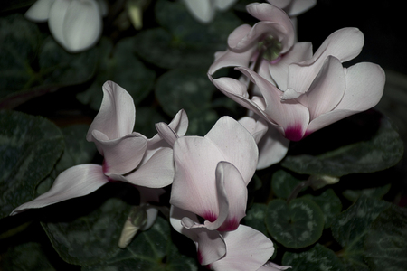 nice colorful spring flowers in my windowの写真素材