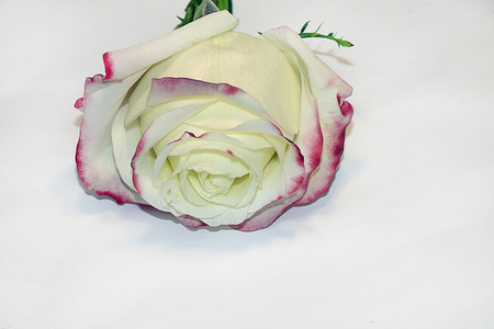 beautiful colorful rose close upの写真素材
