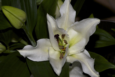 very nice big white  lily close upの写真素材