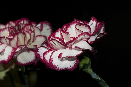 nice colorful carnation in the mirrorの写真素材