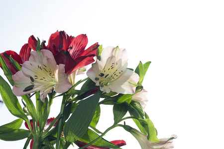 pretty colorful flowers close up in the sunshineの写真素材