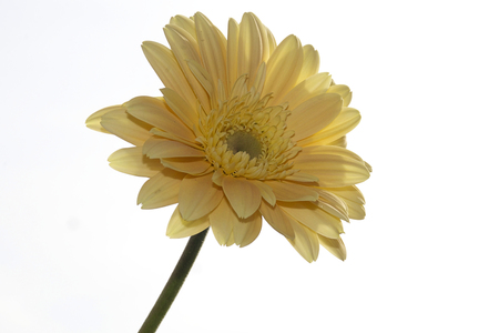 yellow gerbera close up in the sunshineの写真素材