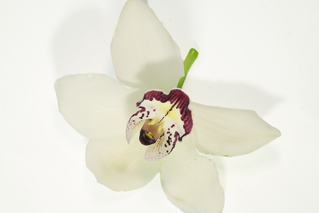 beautiful white orchid close upの写真素材