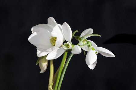 nice white spring flowers in january in my gardenの写真素材