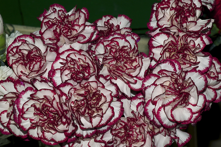 colorful carnations in the shopの写真素材