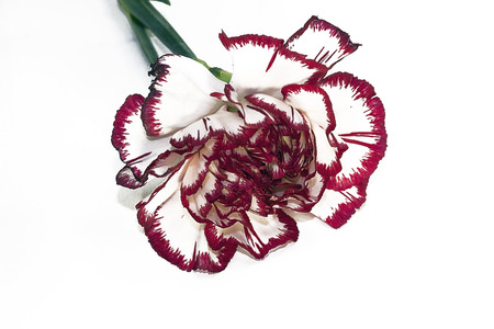 very nice colorful carnation close upの写真素材