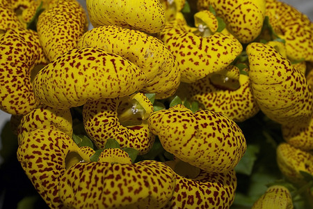 very nice colorful spring flowers close upの写真素材