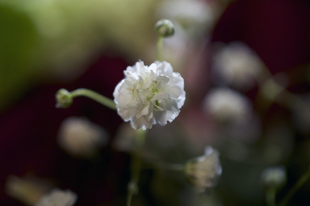 very small white flowers close upの写真素材