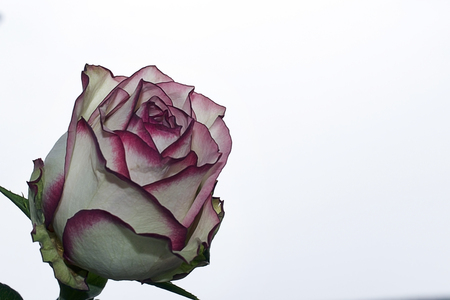 Pretty colorful rose in the sunshineの写真素材