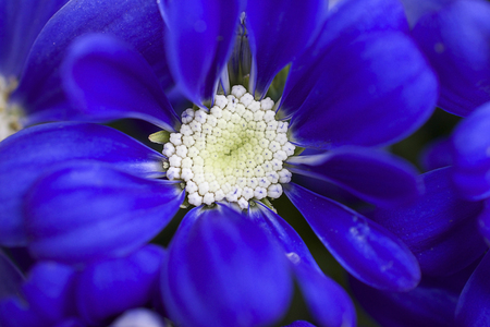 nice blue small flower close upの写真素材