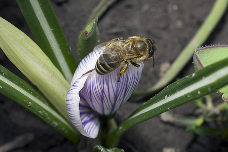 colorful crocus close up in my gardenの写真素材