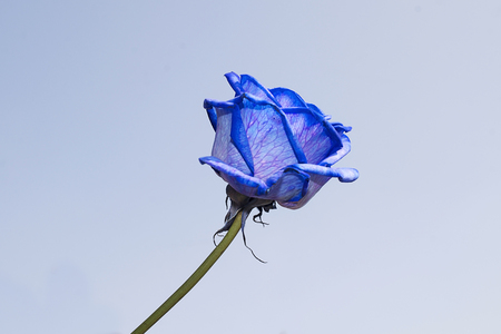 beautiful blue rose in the sunshineの写真素材