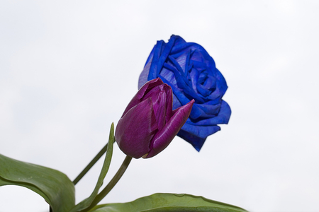 beautiful blue rose and tulip in the sunshineの写真素材