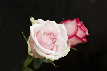 colorful rosesの写真素材