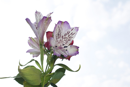 colorful flowersの写真素材