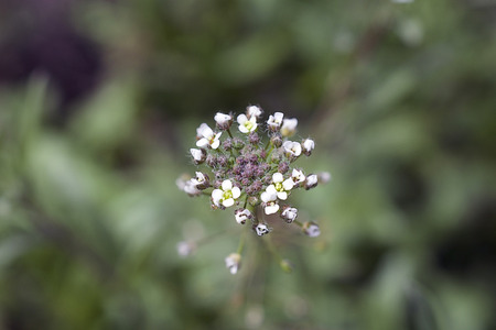 nice colorful spring weedflower close up