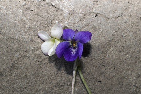 nice spring flower close up in my gardenの写真素材