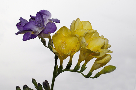 very nice colorful freesiaの写真素材