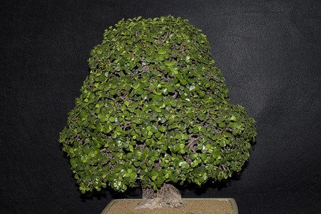 small bonsai tree close upの写真素材