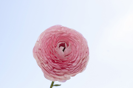 colorful spring flower in the sunshineの写真素材