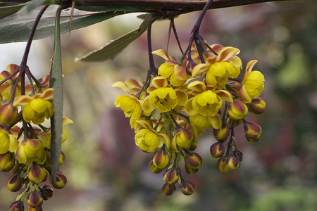 very nice spring flowers in my gardenの写真素材