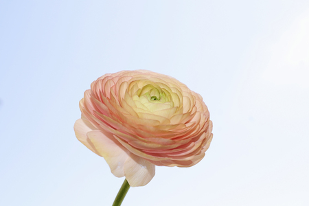 very beautiful spring flowers in the sunshineの写真素材