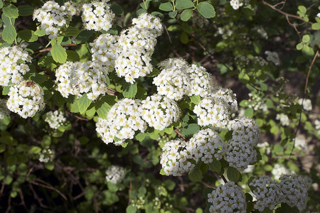 white tree blossoms close upの写真素材