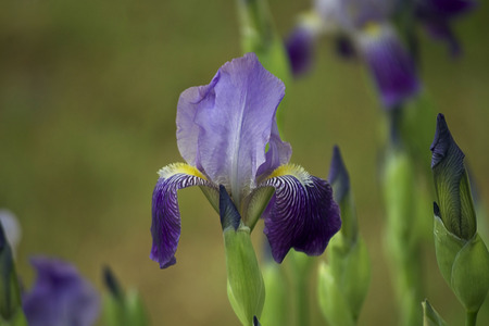 very nice iris in my garden