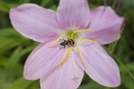 nice pink flower with the red insect