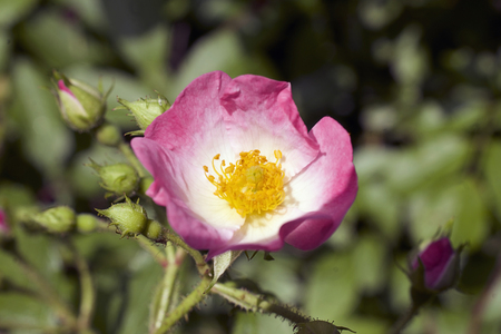 nice wild rose in the parkの写真素材