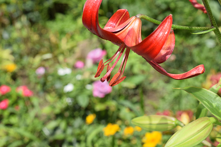 beautiful red lilly in my gardenの写真素材