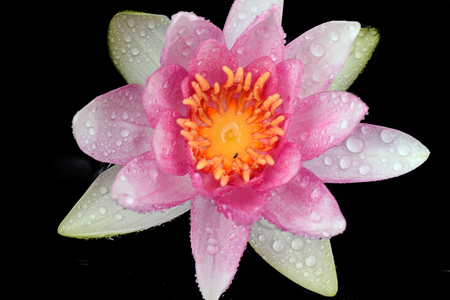 beautiful pink water lilly in my garden pondの写真素材
