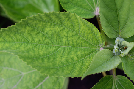 A nice big green leaves in the gardenの写真素材