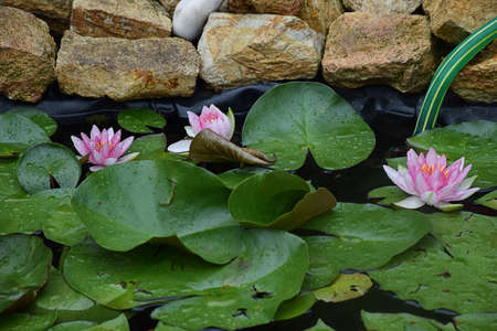 Beautiful water lily in my garden pondの写真素材