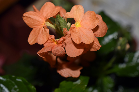 nice colorful summer flower in my gardenの写真素材