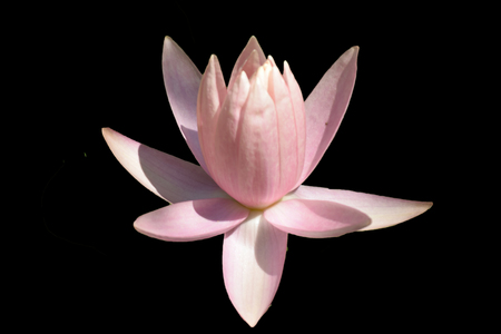 A view of nice pink water lilyの写真素材
