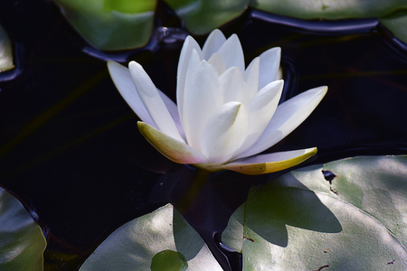 A white water lily,close upの写真素材