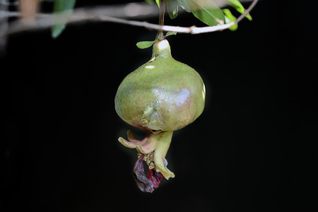 Small apple flower