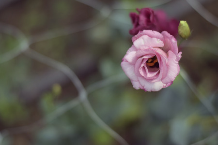 nice colorful summer flowers in my gardenの写真素材