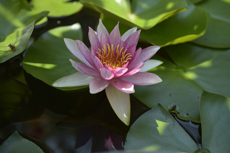 beautiful water lilly close up in my garden pondの写真素材
