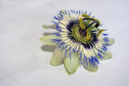 very pretty passiflora in my gardenの写真素材