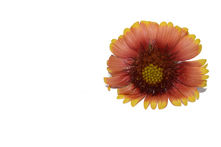 beautiful yellow summer flower close upの写真素材