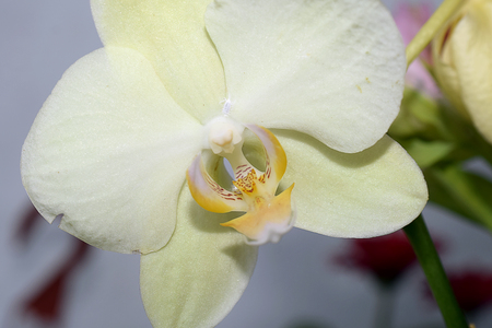 Beautiful yellow orchid-close up viewの写真素材