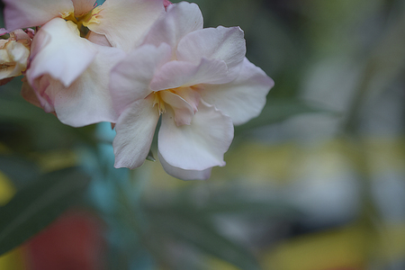 Nice and colorful summer flowers in the garden