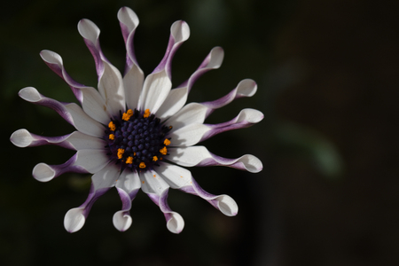 very nice colorful flower close upの写真素材