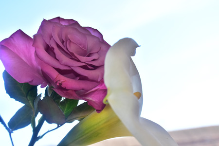 Purple rose with white callaの写真素材