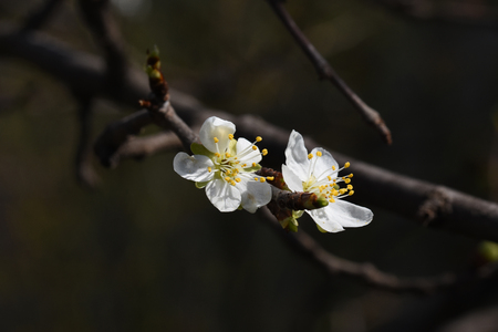 white tree blossoms close upの写真素材
