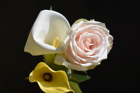rose with the white and yellow callaの写真素材